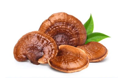 Ganoderma